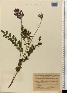 Hedysarum caucasicum M.Bieb., Caucasus, South Ossetia (K4b) (South Ossetia)