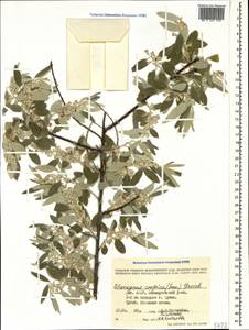 Elaeagnus angustifolia subsp. angustifolia, Caucasus, Dagestan (K2) (Russia)