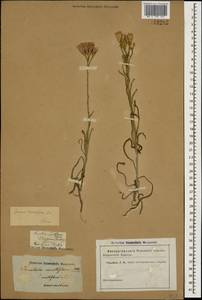 Jurinea multiflora (L.) B. Fedtsch., Caucasus (no precise locality) (K0)