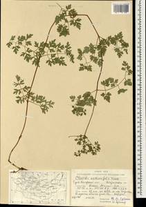 Clematis latisecta (Maxim.) Prantl, Mongolia (MONG) (Mongolia)