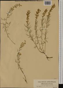 Genista sylvestris Scop., Western Europe (EUR) (Italy)