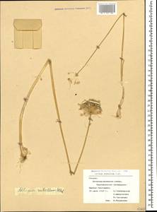 Allium rubellum M.Bieb., Caucasus, Georgia (K4) (Georgia)