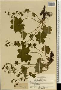 Alchemilla conglobata H. Lindb., Eastern Europe, Central region (E4) (Russia)