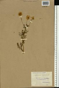 Tripleurospermum inodorum (L.) Sch.-Bip, Eastern Europe, Volga-Kama region (E7) (Russia)
