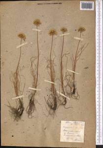 Allium flavescens Besser, Middle Asia, Northern & Central Kazakhstan (M10) (Kazakhstan)