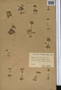 Androsace maxima L., Middle Asia, Kopet Dag, Badkhyz, Small & Great Balkhan (M1) (Turkmenistan)