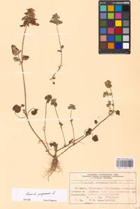 Lamium purpureum L., Eastern Europe, Moscow region (E4a) (Russia)