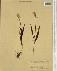 Tulipa sylvestris subsp. australis (Link) Pamp., Western Europe (EUR) (Romania)