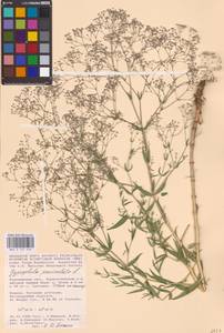 Gypsophila paniculata L., Eastern Europe, Central forest-and-steppe region (E6) (Russia)
