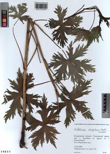 Delphinium retropilosum (Huth) Sambuk, Siberia, Altai & Sayany Mountains (S2) (Russia)