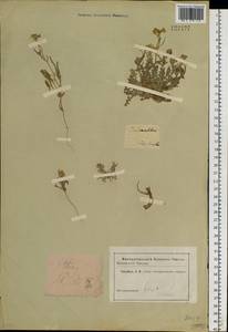 Sterigmostemum caspicum (Lam. ex Pall.) Kuntze, Siberia (no precise locality) (S0) (Russia)