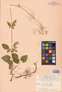 Valeriana tripteris L., Eastern Europe, West Ukrainian region (E13) (Ukraine)