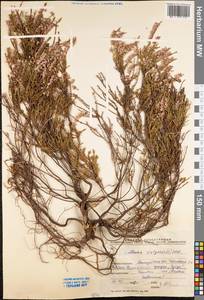 Calluna vulgaris (L.) Hull, Eastern Europe, North-Western region (E2) (Russia)