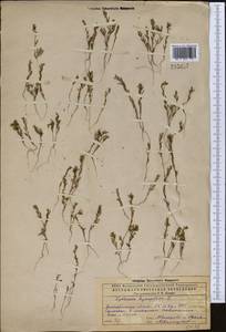 Lythrum hyssopifolia L., Middle Asia, Caspian Ustyurt & Northern Aralia (M8) (Kazakhstan)