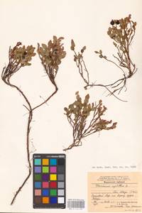 Vaccinium myrtillus L., Eastern Europe, Northern region (E1) (Russia)
