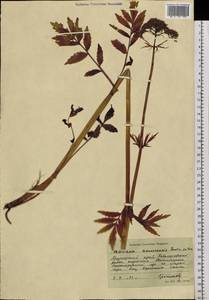 Valeriana amurensis P. A. Smirn. ex Kom., Siberia, Russian Far East (S6) (Russia)