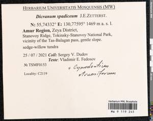 Dicranum spadiceum J.E. Zetterst., Bryophytes, Bryophytes - Russian Far East (excl. Chukotka & Kamchatka) (B20) (Russia)