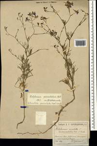 Delphinium consolida subsp. paniculatum (Host) N. Busch, Crimea (KRYM) (Russia)