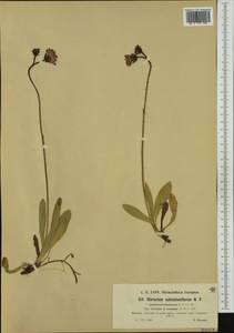 Pilosella bauhini subsp. magyarica (Peter) S. Bräut., Western Europe (EUR) (Switzerland)