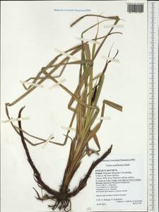 Carex acutiformis Ehrh., Western Europe (EUR) (Poland)