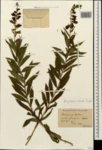 Digitalis ciliata Trautv., Caucasus, Stavropol Krai, Karachay-Cherkessia & Kabardino-Balkaria (K1b) (Russia)