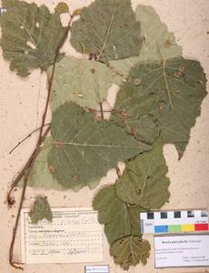 Betula pendula subsp. mandshurica (Regel) Ashburner & McAll., Siberia, Altai & Sayany Mountains (S2) (Russia)
