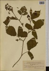 Rubus hirtus Waldst. & Kit., Western Europe (EUR) (Romania)