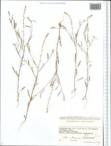 Brassicaceae, Middle Asia, Caspian Ustyurt & Northern Aralia (M8) (Kazakhstan)