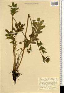 Potentilla longifolia Willd., Mongolia (MONG) (Mongolia)