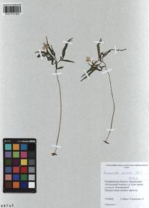 Anemone caerulea DC., Siberia, Altai & Sayany Mountains (S2) (Russia)