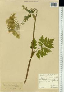 Heracleum dissectum Ledeb., Siberia, Russian Far East (S6) (Russia)