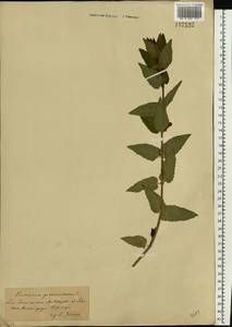 Scutellaria galericulata L., Eastern Europe, South Ukrainian region (E12) (Ukraine)