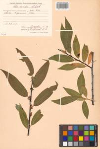 Salix rorida Laksch., Siberia, Chukotka & Kamchatka (S7) (Russia)