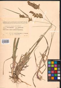 Anthoxanthum repens (Host) Veldkamp, Eastern Europe, Lower Volga region (E9) (Russia)