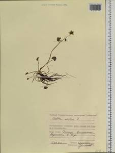 Caltha palustris var. radicans (T. F. Forst.) Beck, Siberia, Central Siberia (S3) (Russia)