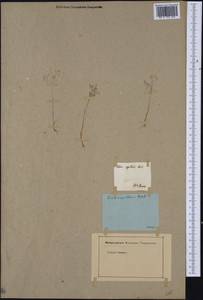 Aira elegans Willd. ex Roem. & Schult., Western Europe (EUR) (Italy)