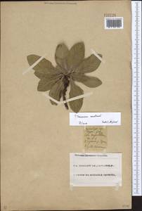Taraxacum serotinum (Waldst. & Kit.) Poir., Eastern Europe, Eastern region (E10) (Russia)