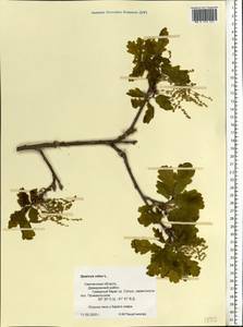 Quercus robur L., Eastern Europe, Western region (E3) (Russia)