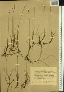 Eriophorum scheuchzeri Hoppe, Siberia, Western Siberia (S1) (Russia)