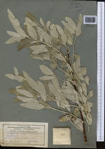 Elaeagnus angustifolia subsp. orientalis (L.) Soják, Middle Asia, Northern & Central Tian Shan (M4) (Kazakhstan)