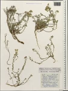 Odontarrhena tortuosa subsp. tortuosa, Caucasus, Stavropol Krai, Karachay-Cherkessia & Kabardino-Balkaria (K1b) (Russia)