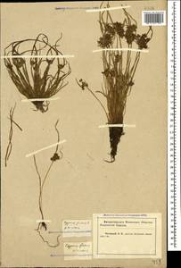 Cyperus fuscus L., Caucasus, Krasnodar Krai & Adygea (K1a) (Russia)