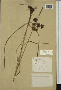 Cyperus longus L., Western Europe (EUR) (France)