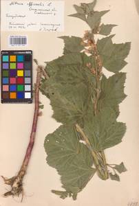 Althaea officinalis L., Eastern Europe, South Ukrainian region (E12) (Ukraine)