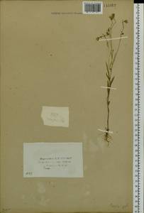 Crepis tectorum L., Siberia, Baikal & Transbaikal region (S4) (Russia)