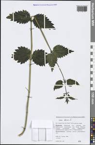 Urtica dioica L., Siberia, Baikal & Transbaikal region (S4) (Russia)