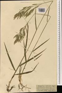 Bromus inermis Leyss., Mongolia (MONG) (Mongolia)