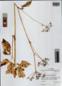 Aegopodium podagraria L., Siberia, Altai & Sayany Mountains (S2) (Russia)