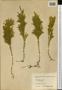 Dendrolycopodium juniperoideum (Sw.) A. Haines, Siberia, Russian Far East (S6) (Russia)