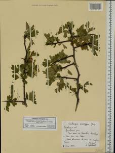 Crataegus monogyna Jacq., Eastern Europe, Central forest-and-steppe region (E6) (Russia)